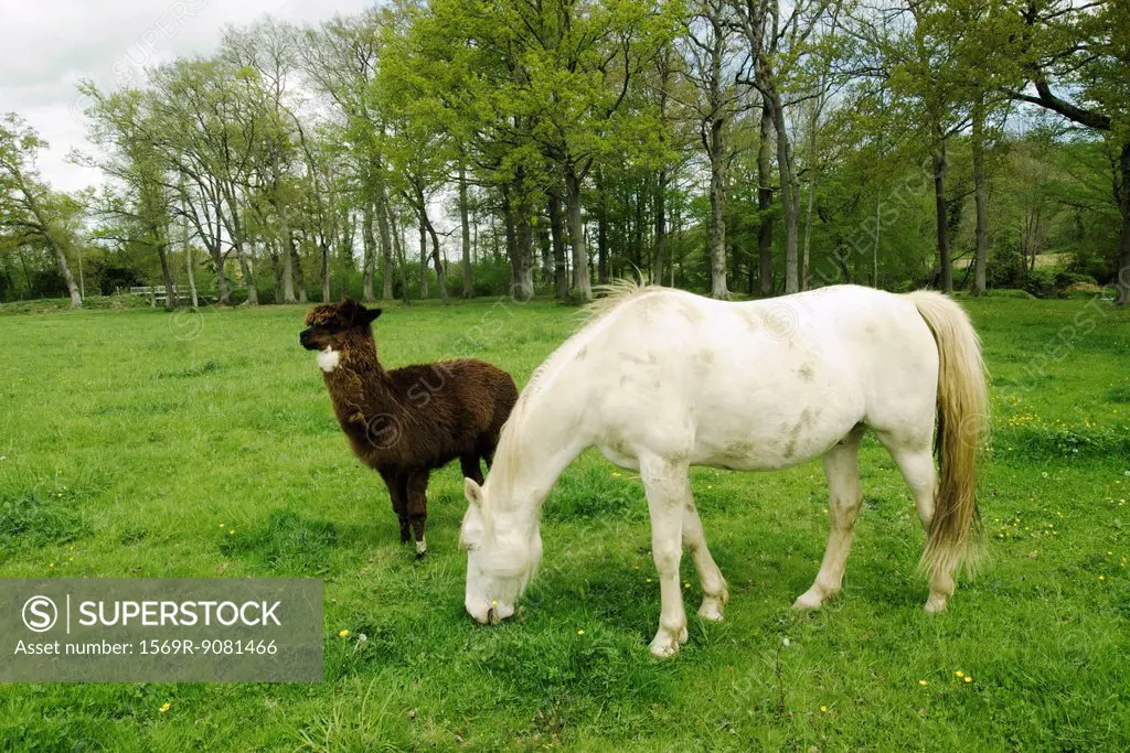 Horse and alpaca in a greenery