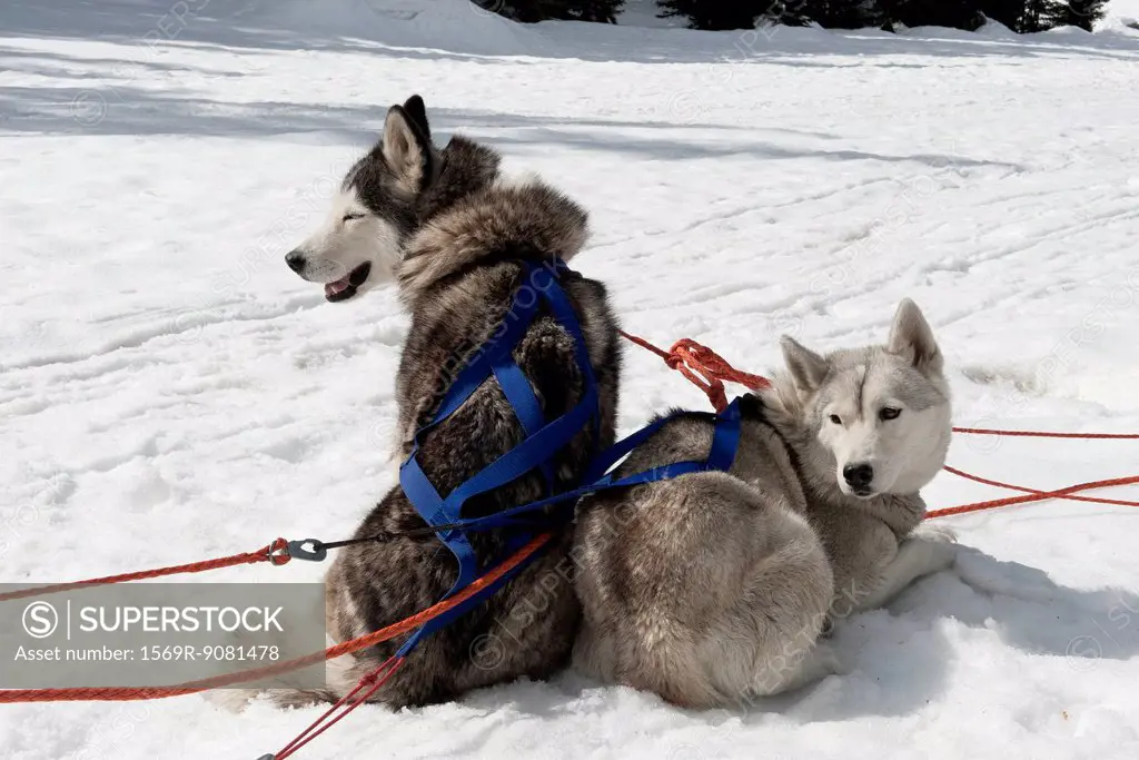 Sled dogs sitting on snow