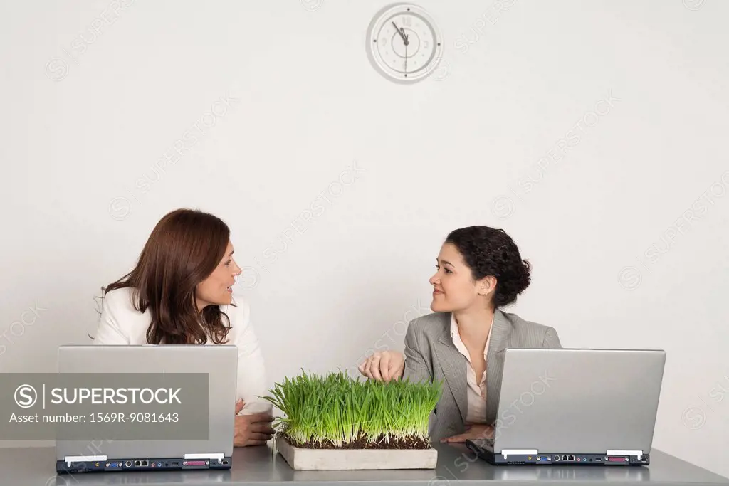Colleague looking at each other talking, laptop computers and wheatgrass plant on desk