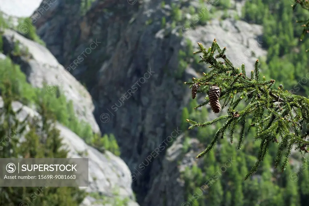 Pine branches with mountains in background