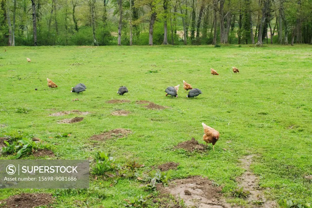 Chickens and guinea fowls pecking in a meadow