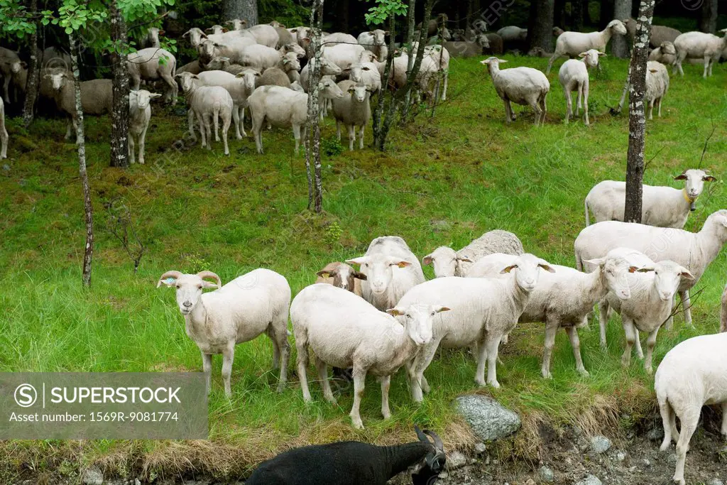 Herd of goats in grass