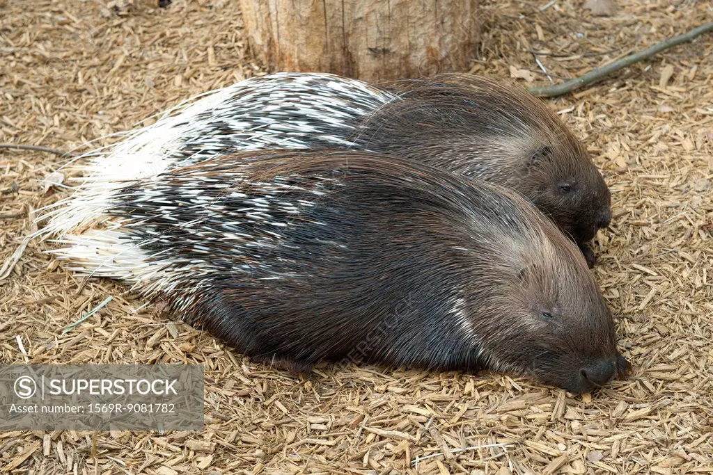 Porcupines resting side by side