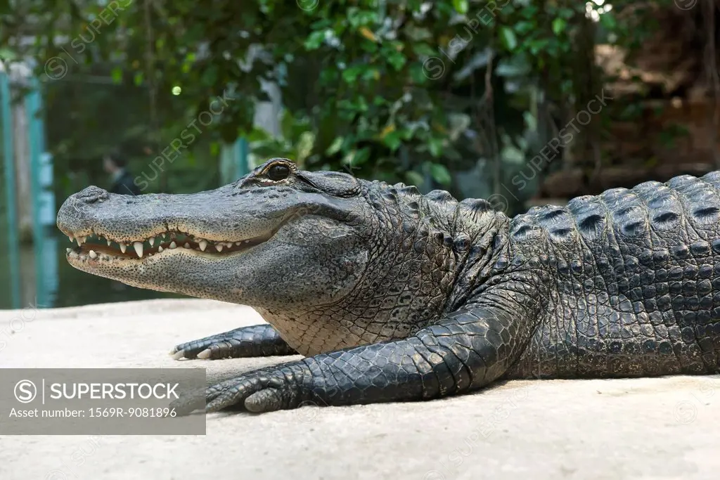 Alligator lying on stomach