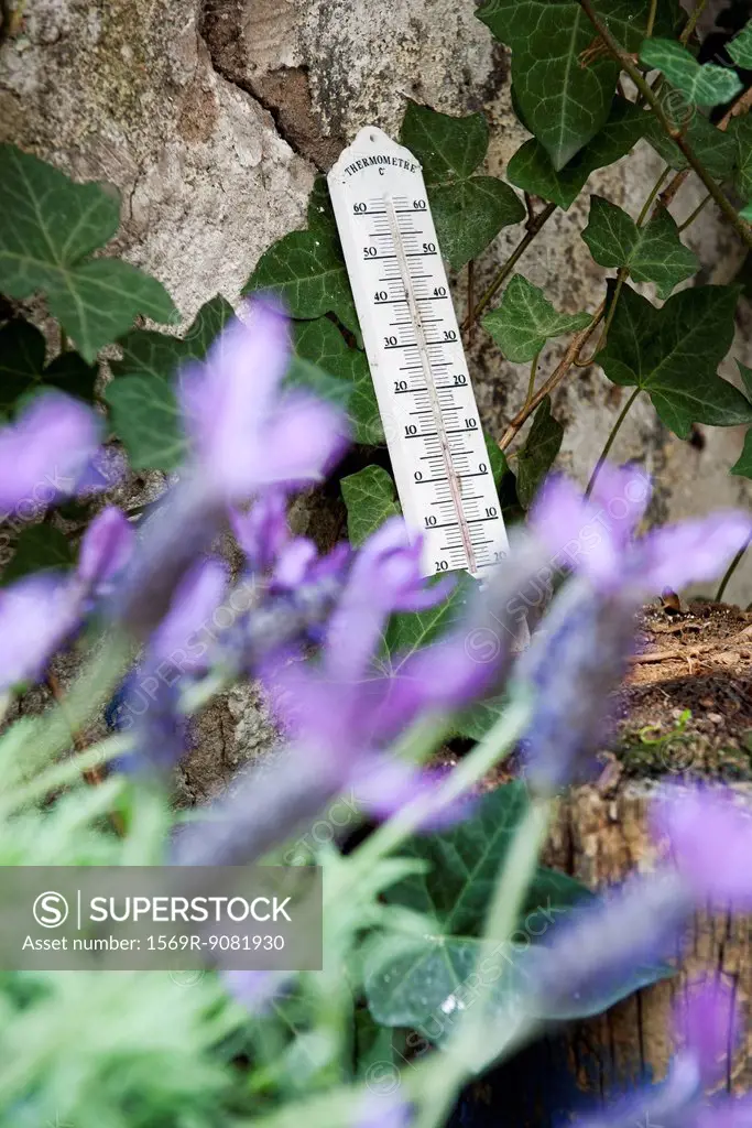 Garden thermometer