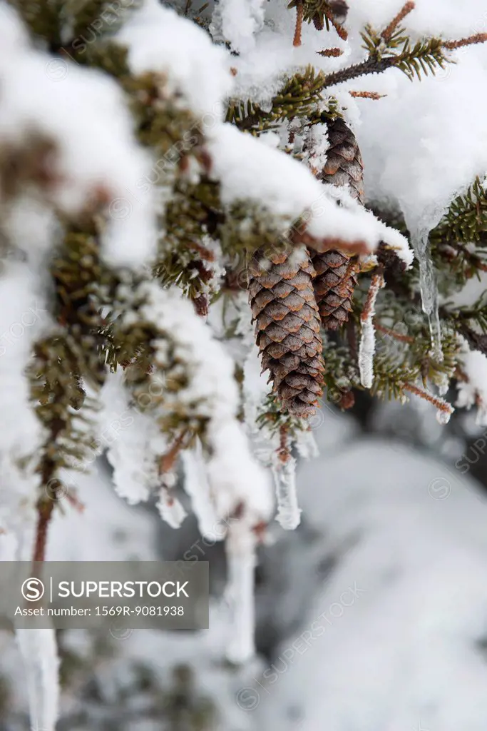 Snow-covered pine branches