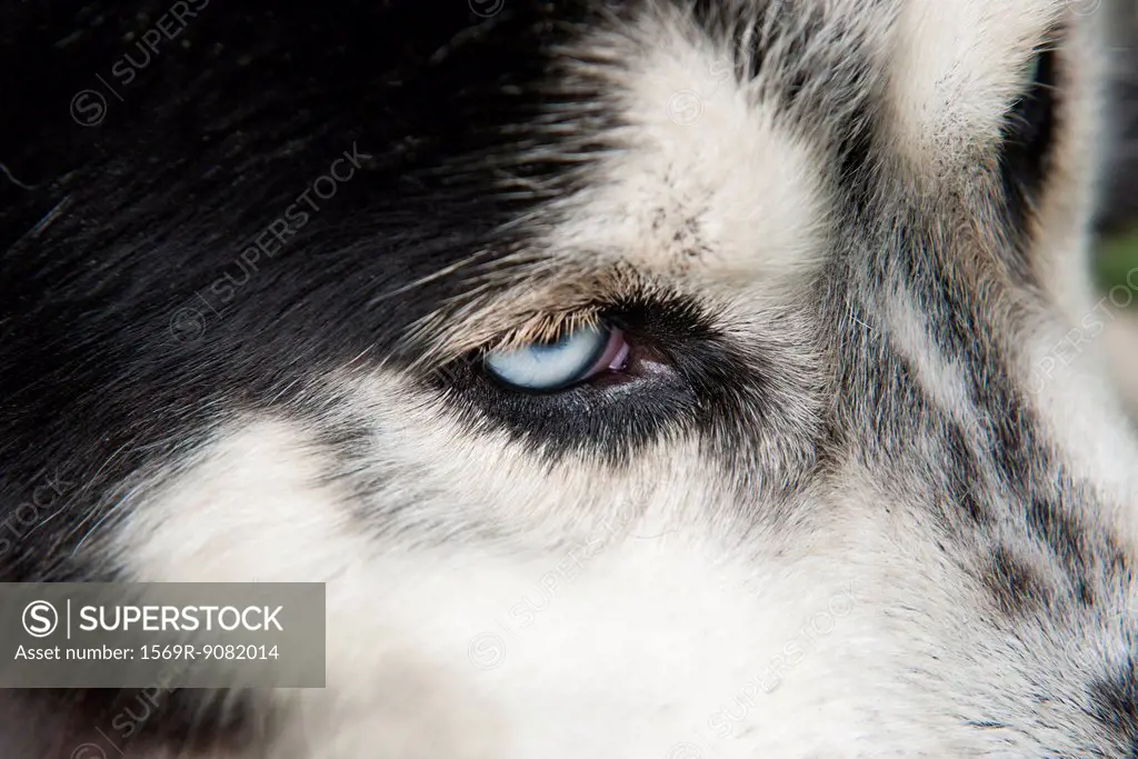 Siberian husky, extreme close-up
