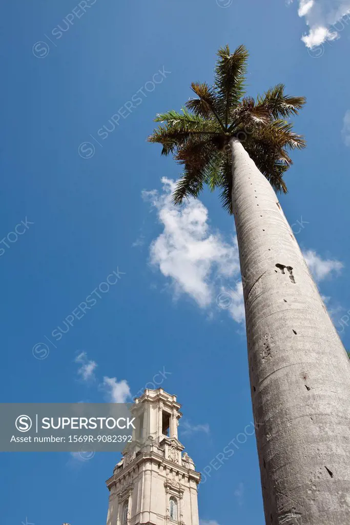 Palm tree and bell tower against blue sky, low angle view
