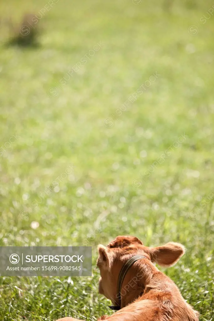 Cow lying on grass, rear view, cropped