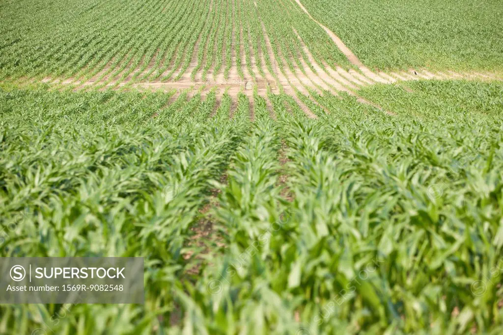 Crops in field, focus on background