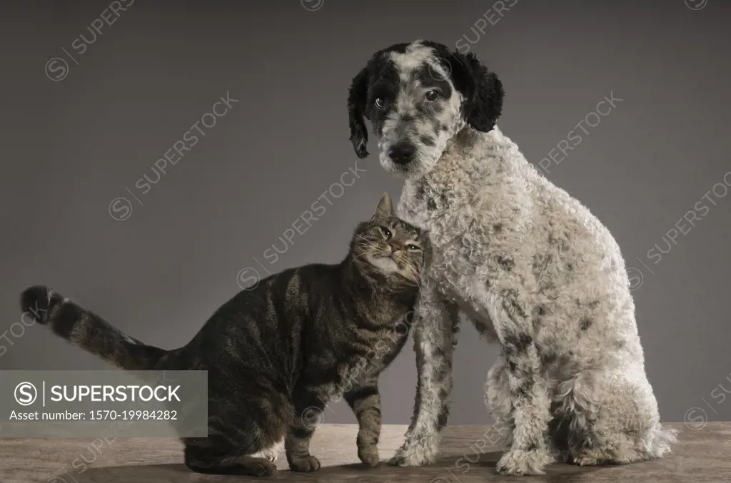 Studio portrait cat rubbing against dog