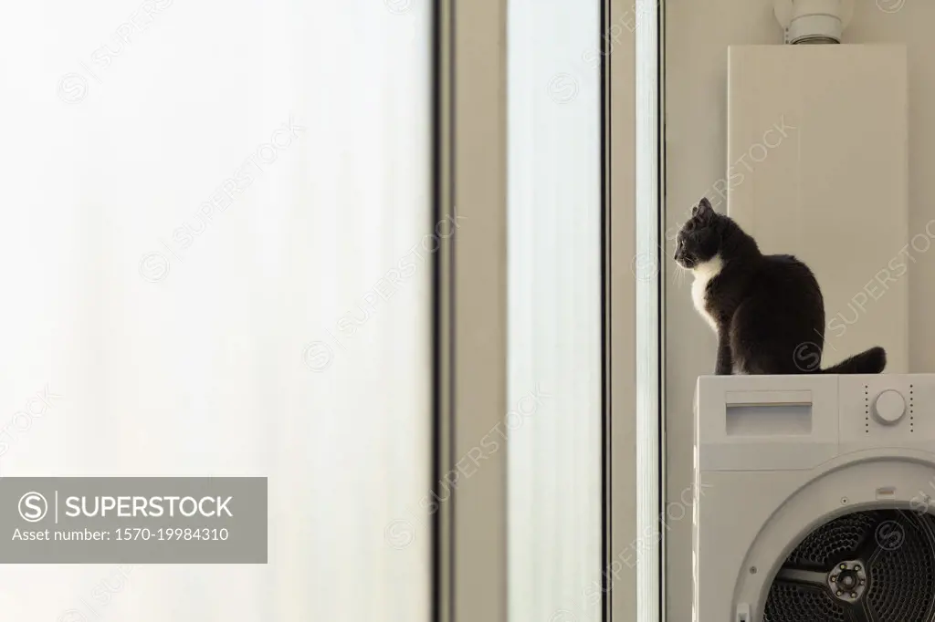 Cat sitting on clothes dryer, looking out apartment window