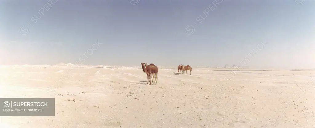 Group of camels in desert, Sahara desert, Egypt