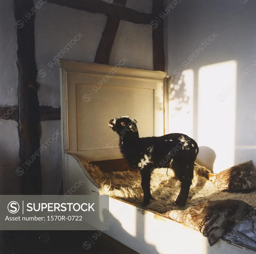 A goat in a barn