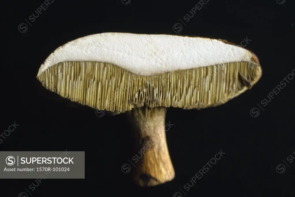 Interior of a mushroom