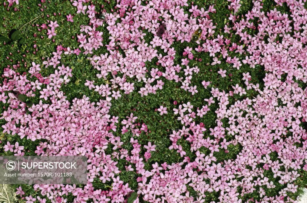 Pink flowers in a meadow
