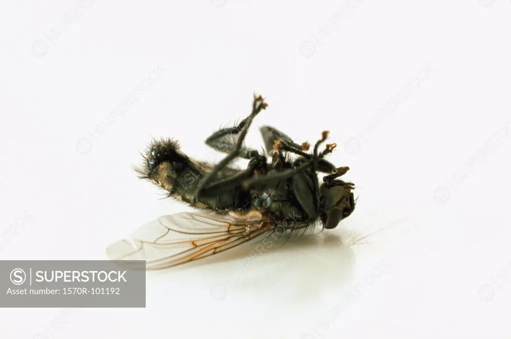 A dead housefly lying on a white surface