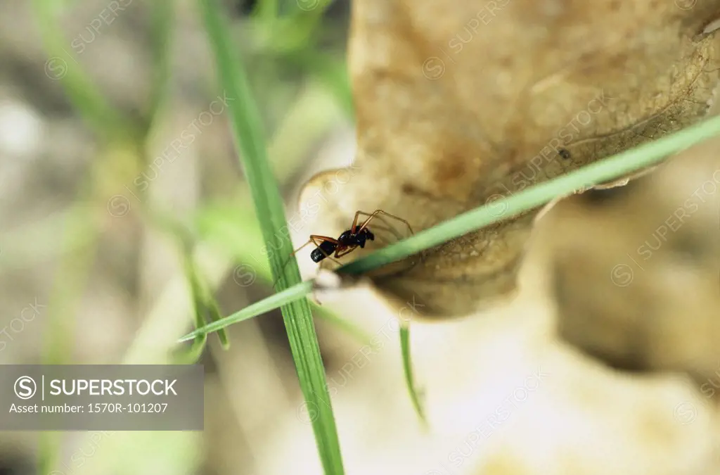 A black ant crawling on a leaf