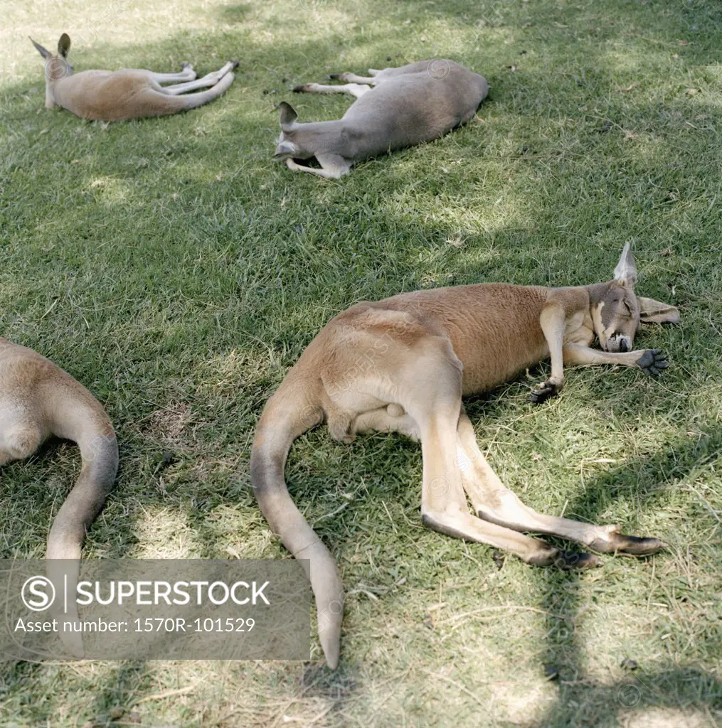 Four kangaroos lying on the ground