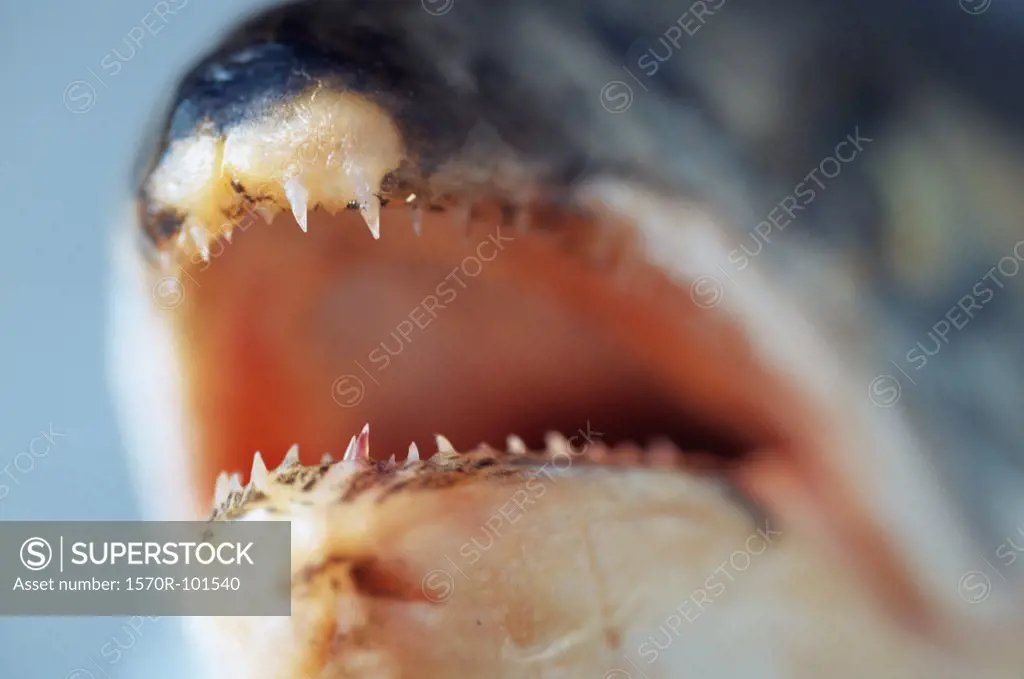 Close up of the mouth of a fish