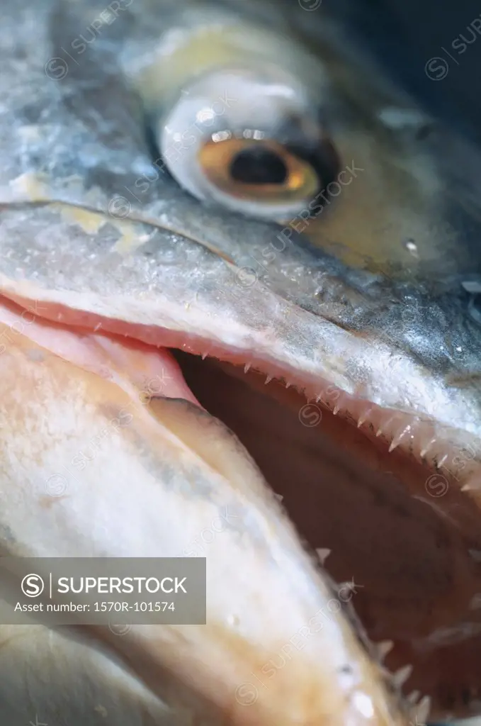 Close up of the mouth and eye of a dead fish