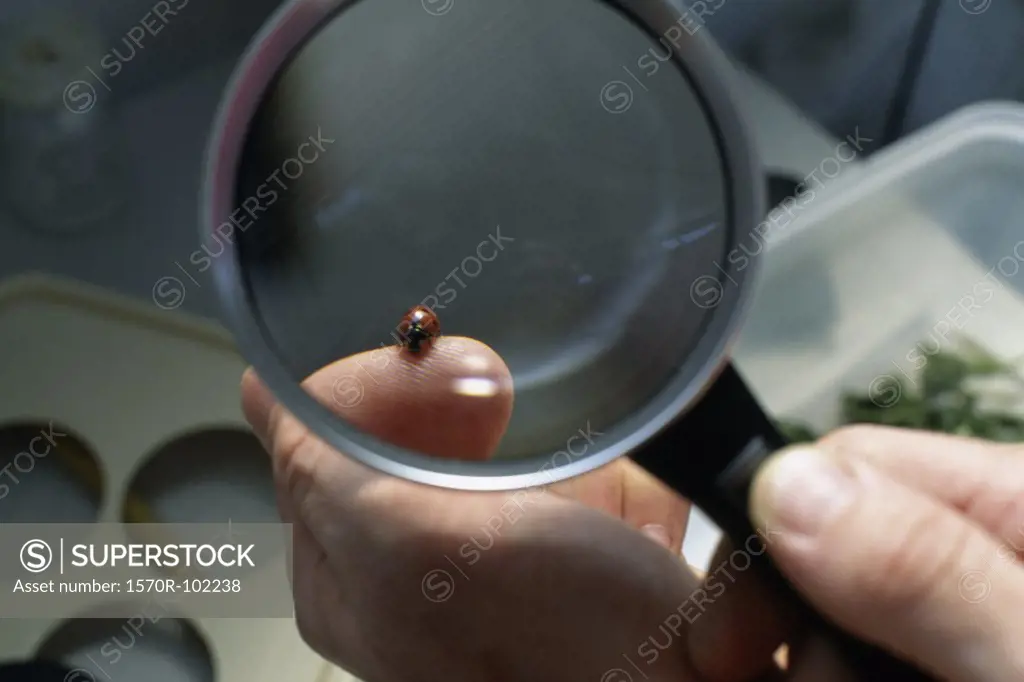 A ladybug under a magnifying glass