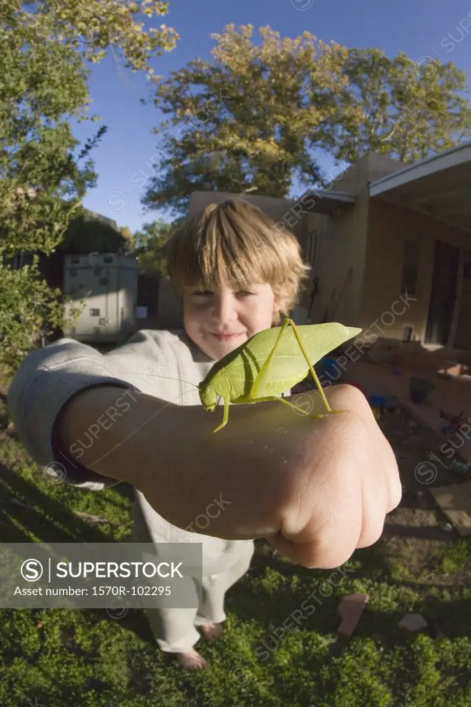 A young boy holding a Katydid bug