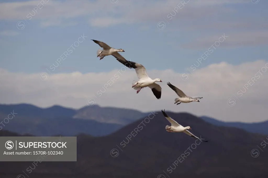 Snow geese (Chens caerulescens) in flight