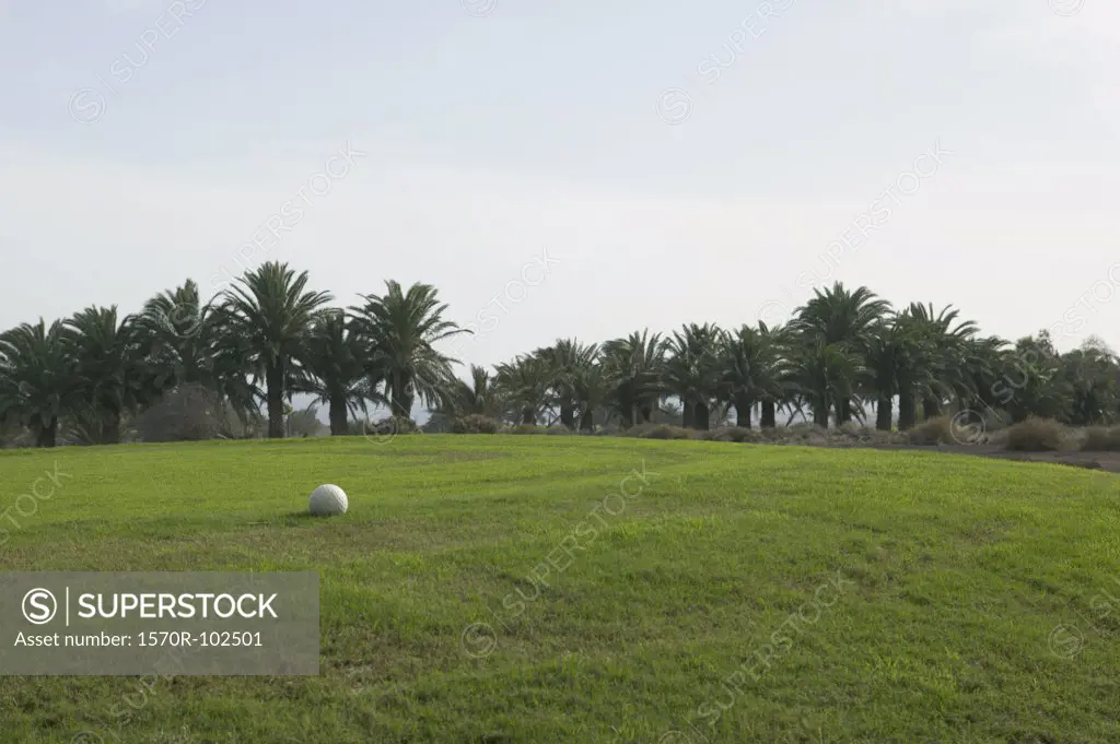 White ball on grass with palm trees in background
