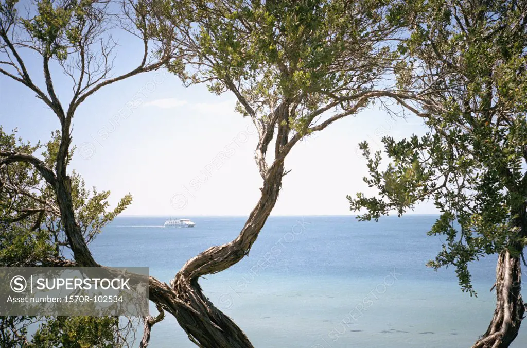 View of ferry through tea tree branches, Port Phillip Bay, Melbourne, Australia