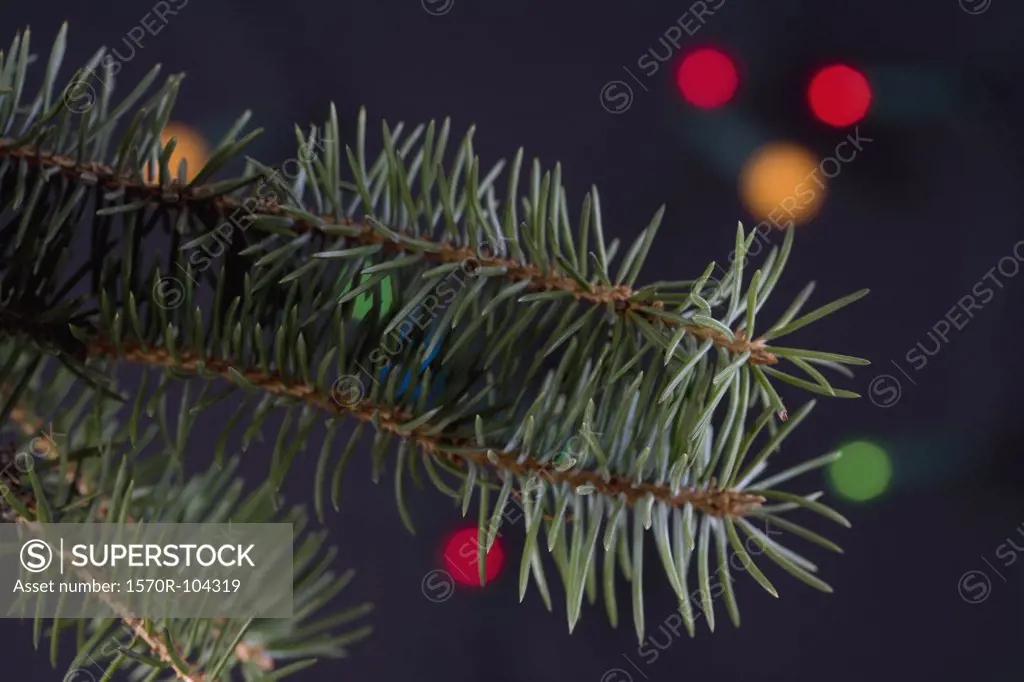 Close up of a Christmas tree