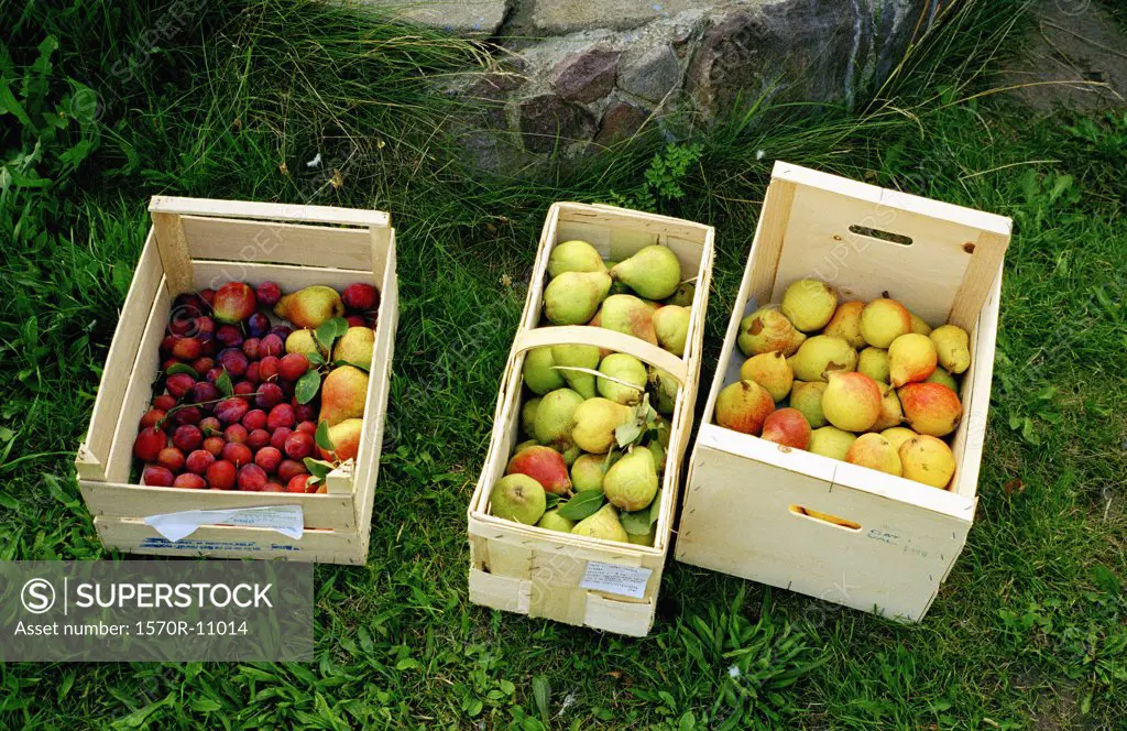 baskets of fruit lying on grass