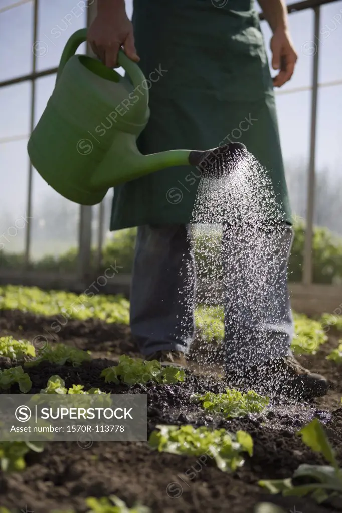 Watering lettuce in greenhouse