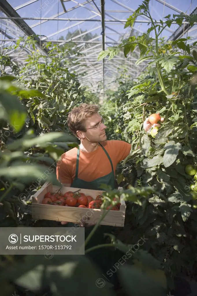 Man picking tomatoes in a greenhouse