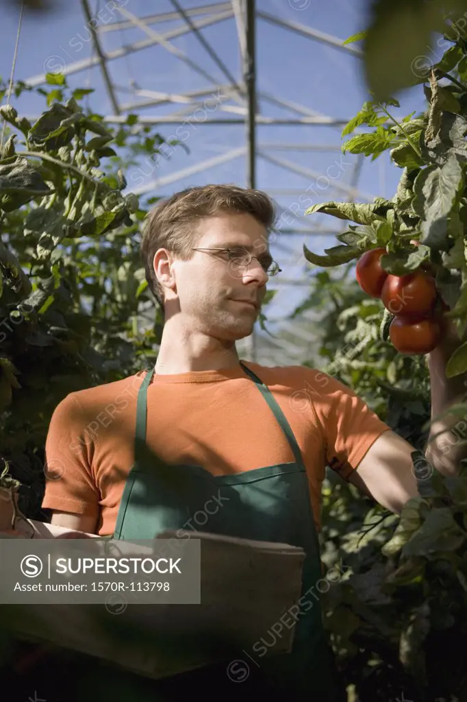 Man picking tomatoes in greenhouse