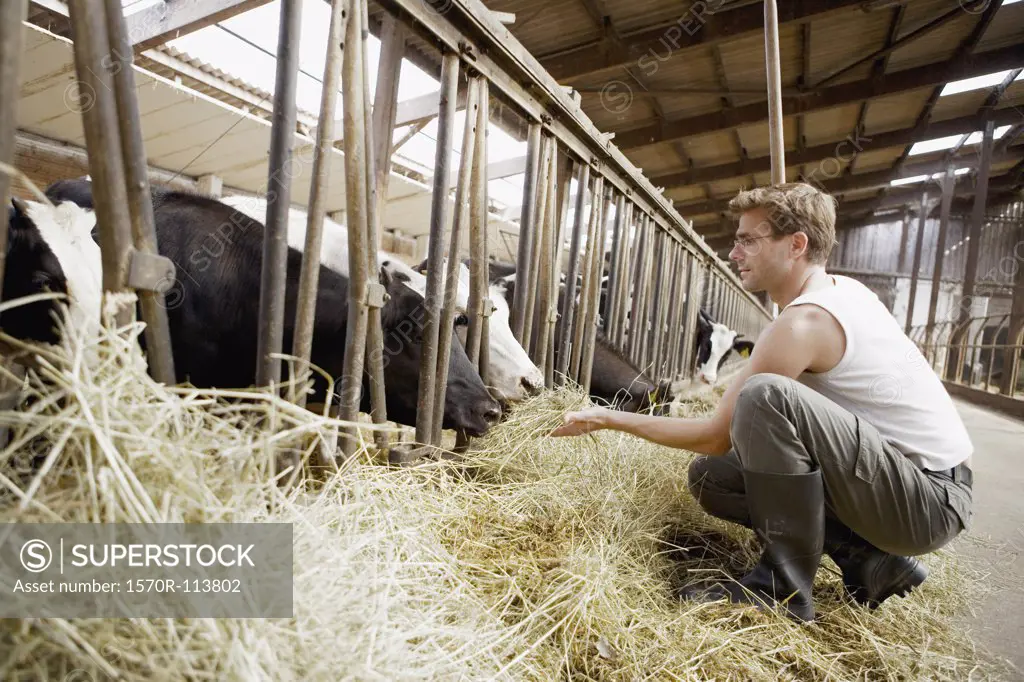 Farm worker feeding cows hay