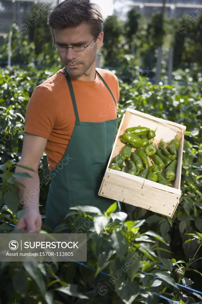 Man picking green bell peppers in greenhouse