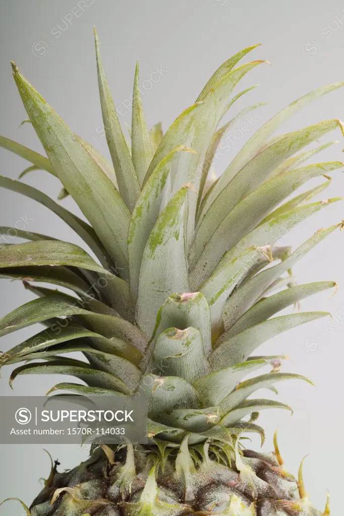 Pineapple top