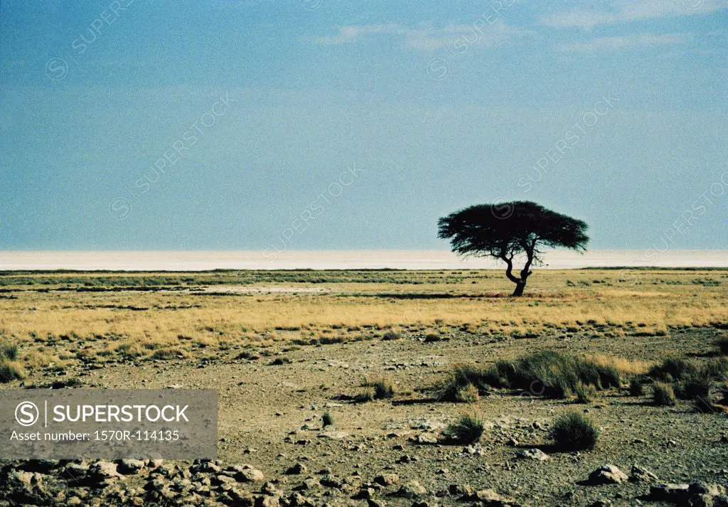Tree on open plain, Etosha National Park, Namibia