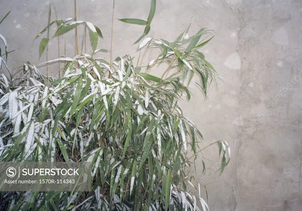 Bamboo tree covered in snow