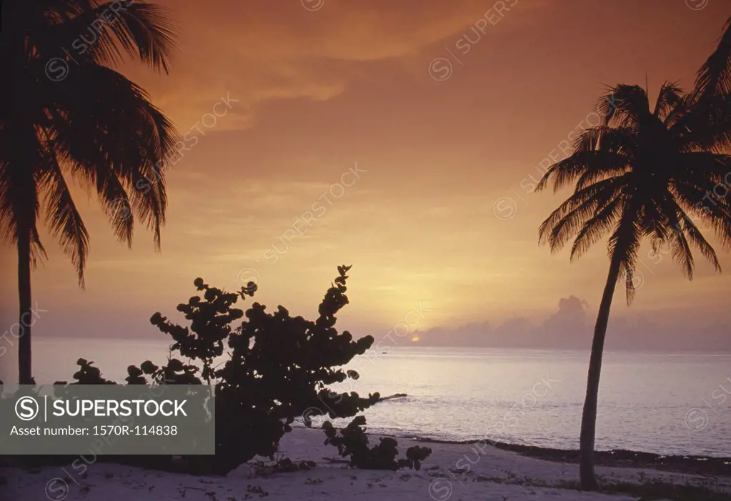 Silhouette of palm trees on beach at sunset, Baracoa, Cuba