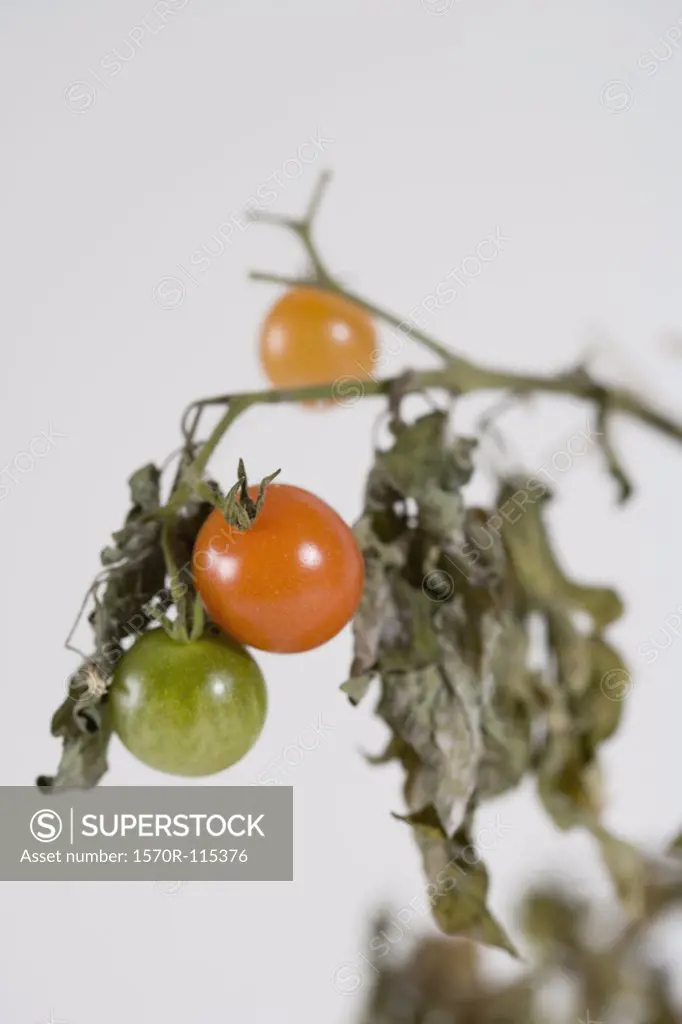 Tomatoes growing on plant