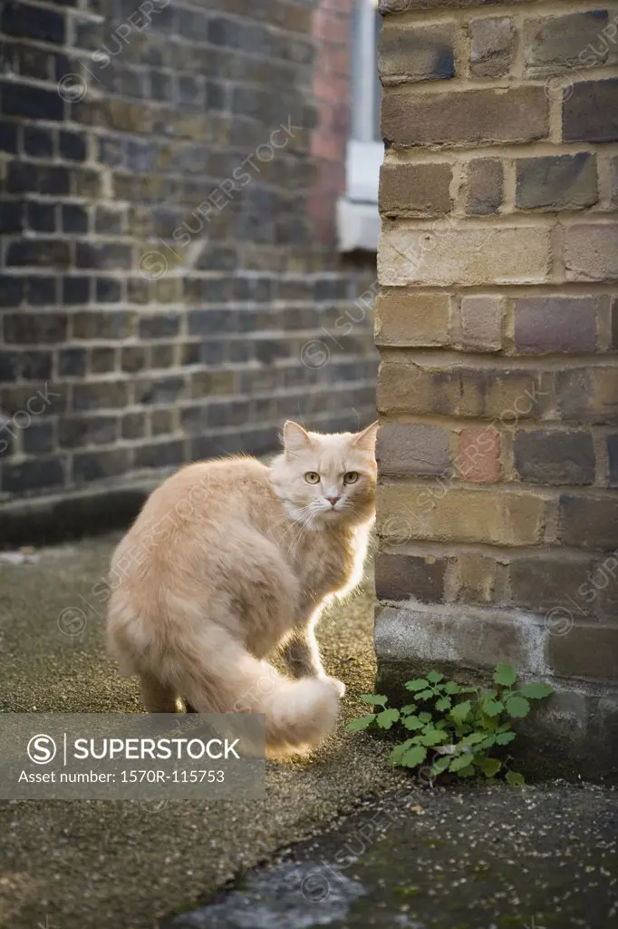 Cat standing on pathway between buildings