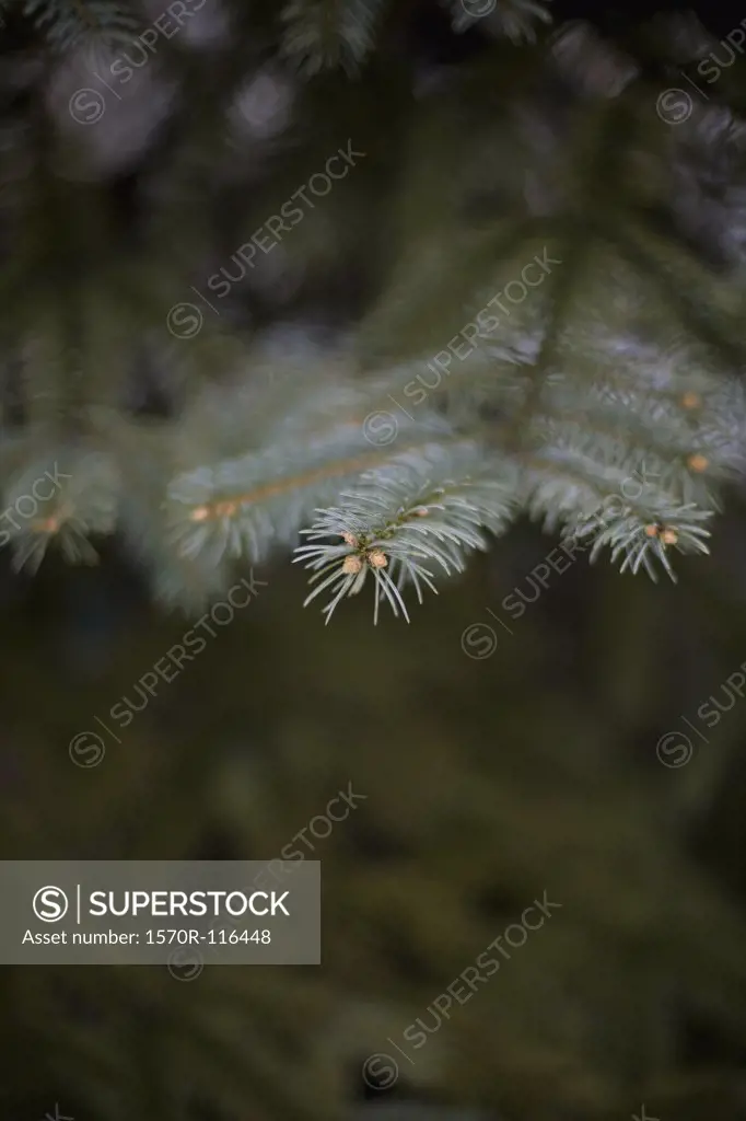 Detail of a pine tree branch