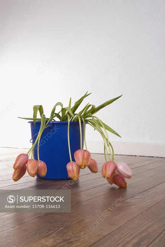Wilting tulips in a bucket