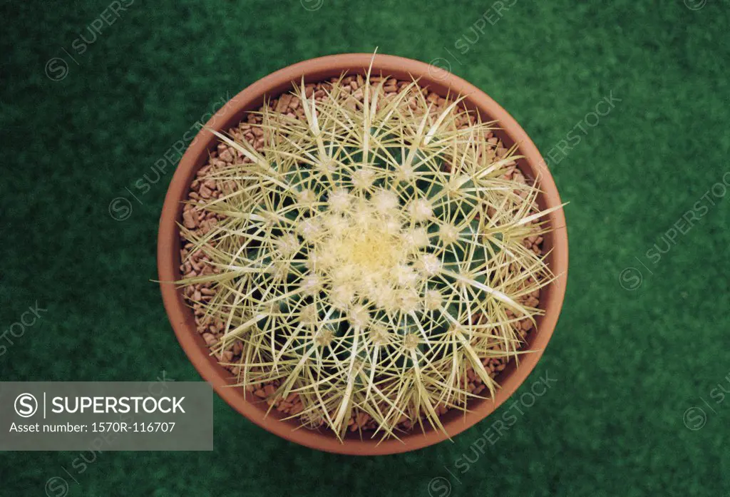 A potted cactus from above