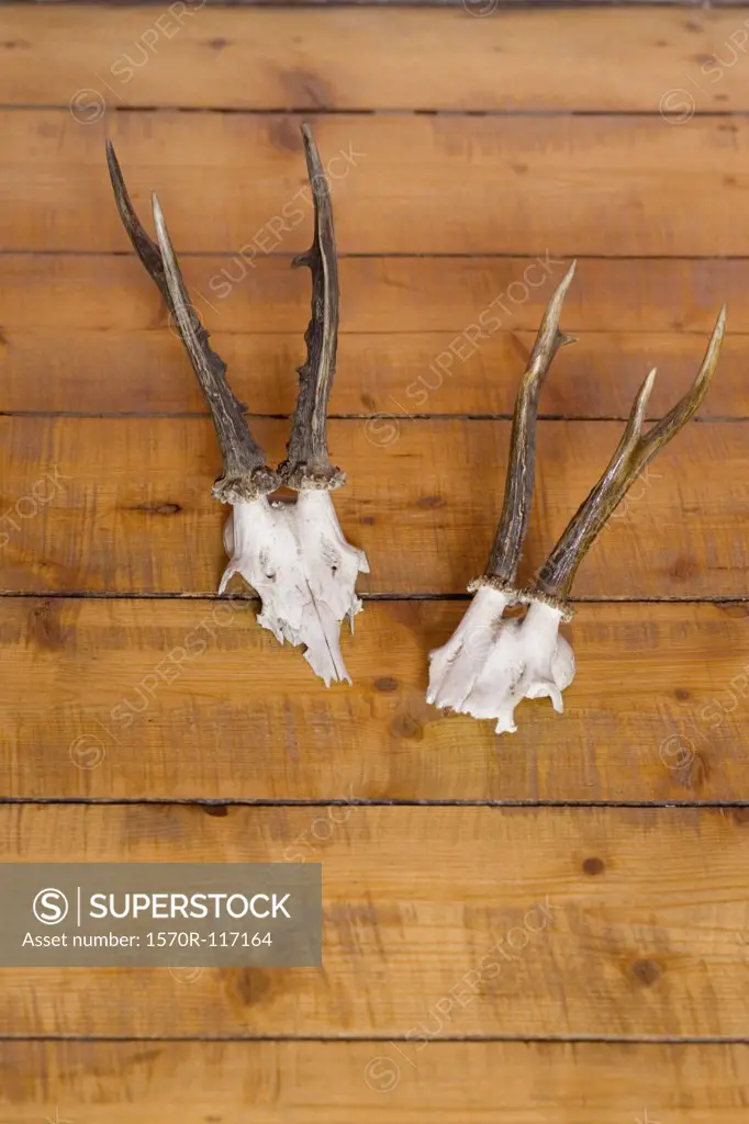 Two mountain goat skulls mounted on a wall