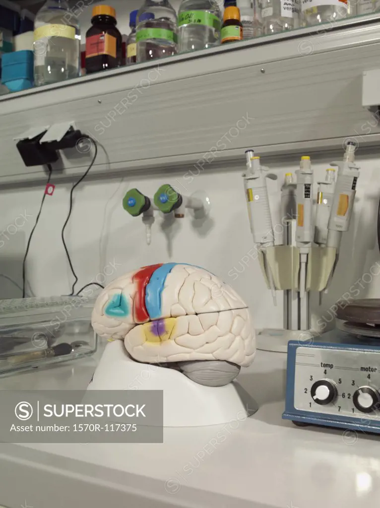 An anatomical model of a human brain in a laboratory