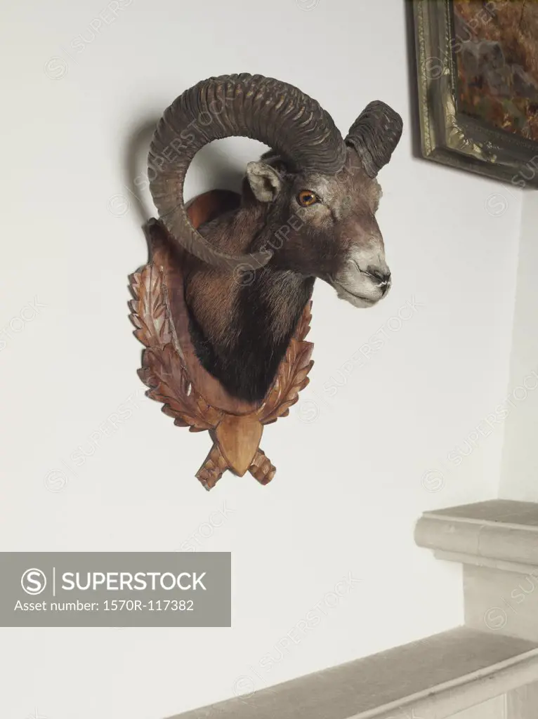 A stuffed goat's head on a wall