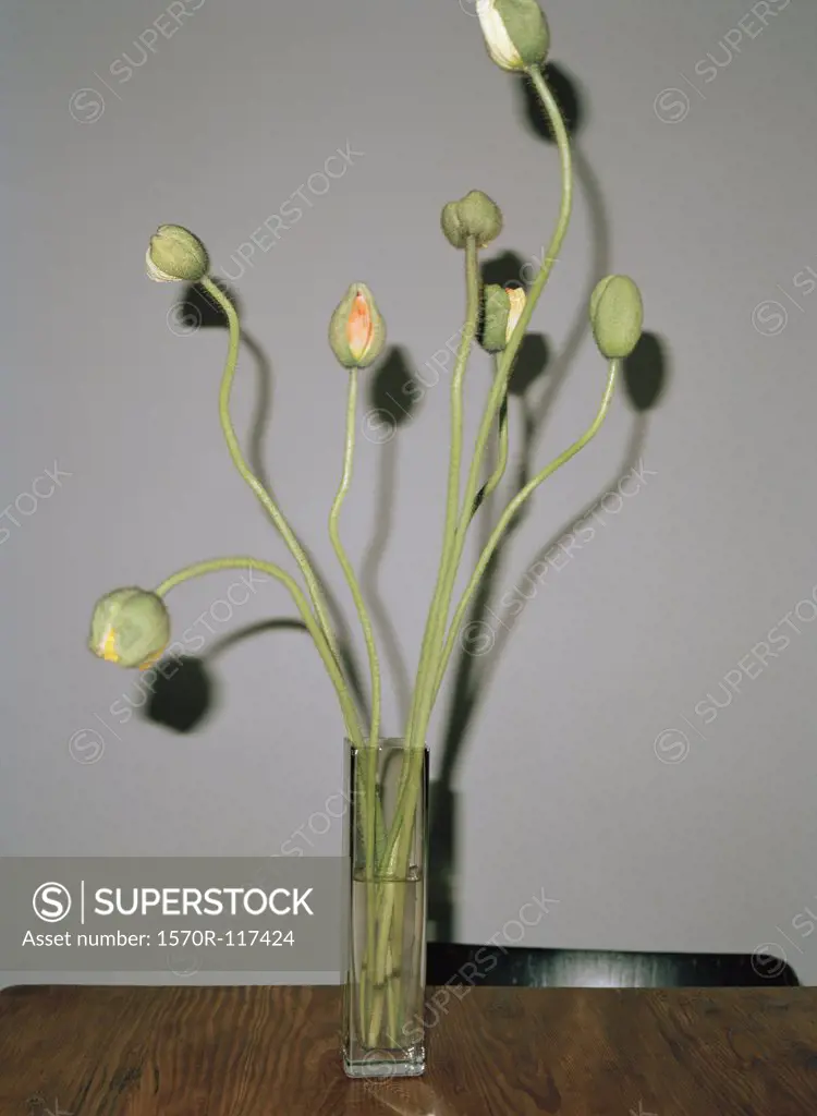 Poppies in a vase on a table